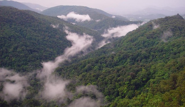 Springbrook Lyrebird Retreat