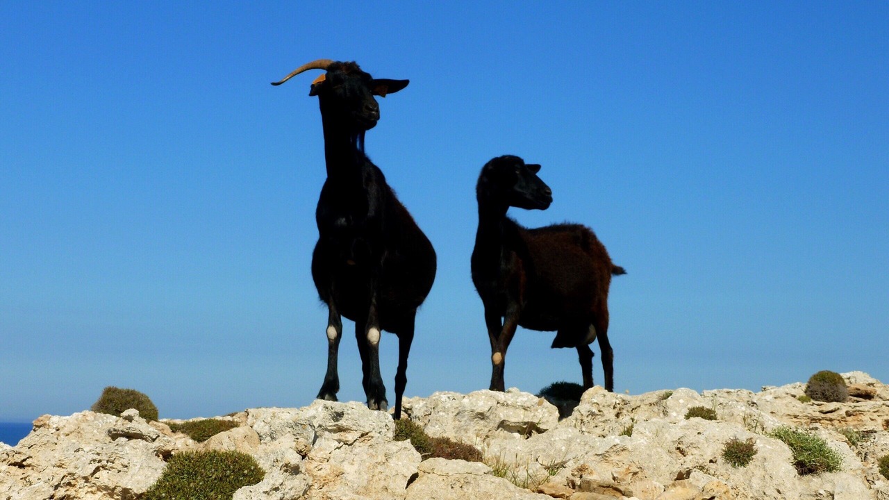 Photo of Others in Episkopi Gonias