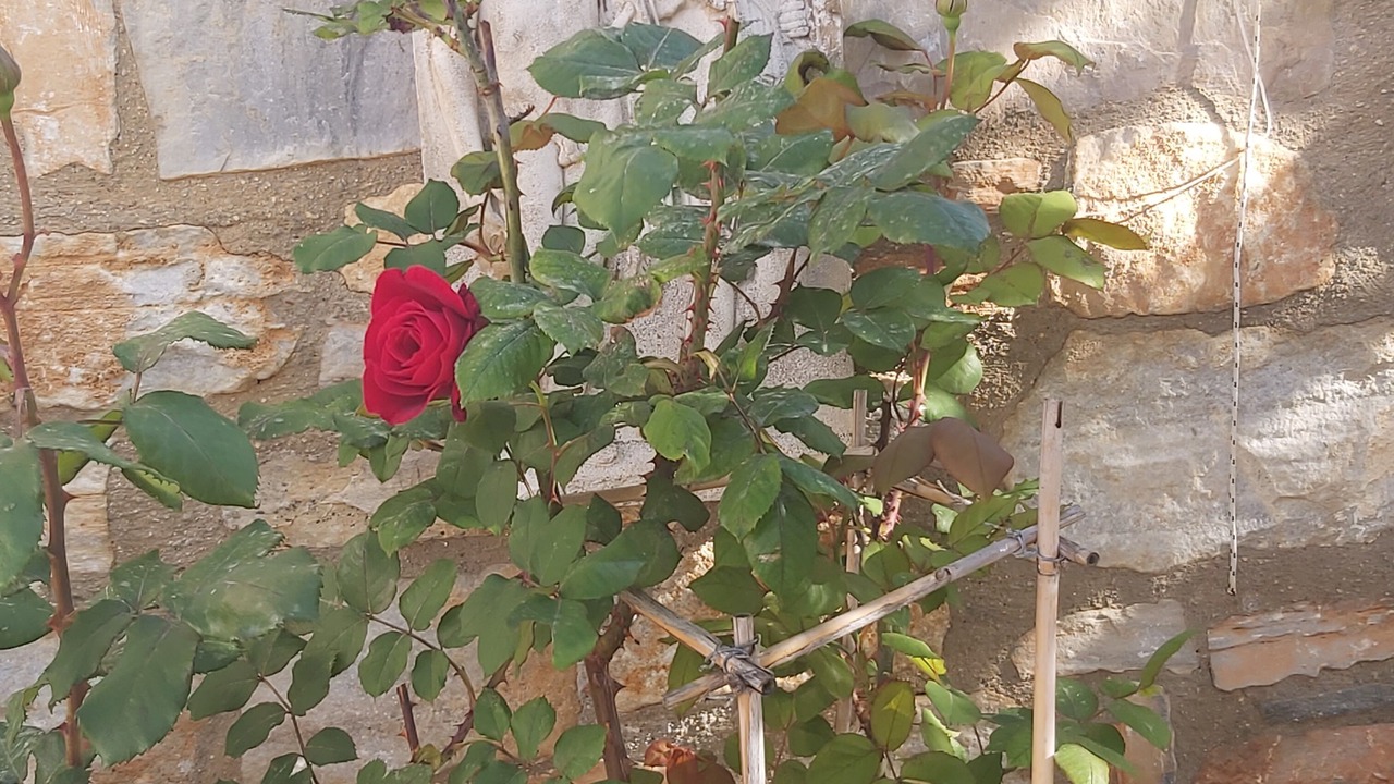 Photo of Outdoor in Stelida