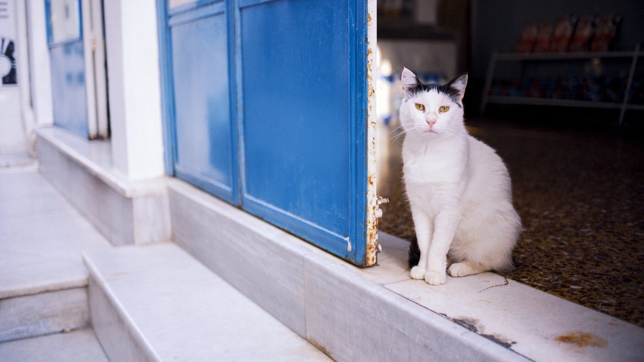 Photo of Others in Astypalaia