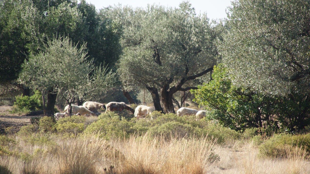 Photo of Others in Kalithies