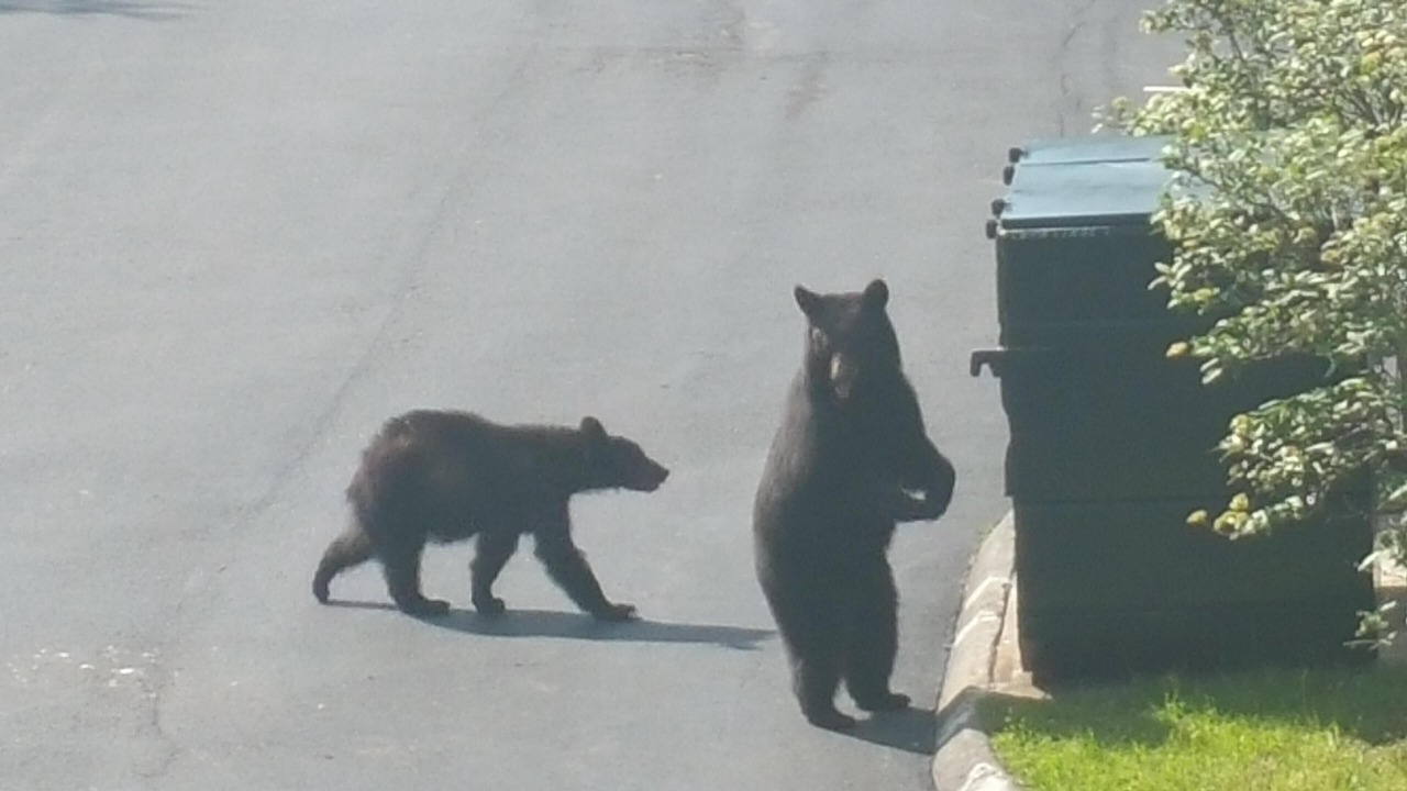 Photo of Others in Chalet Village