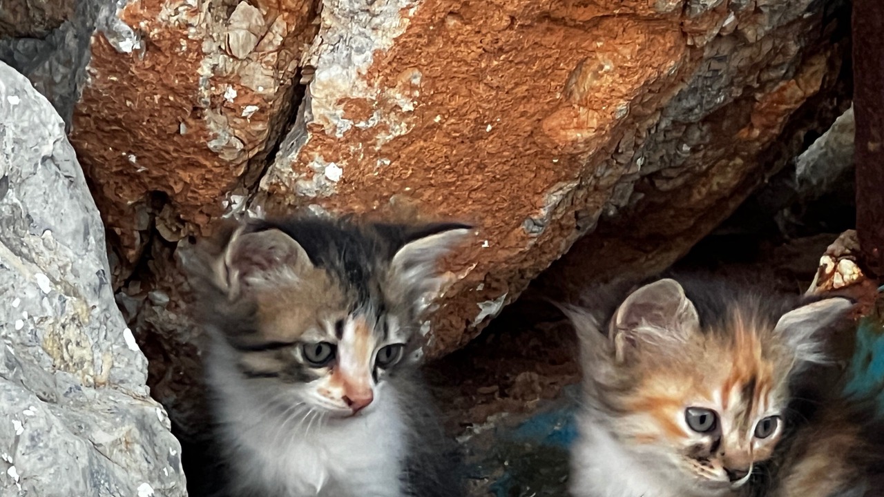 Photo of Others in Chalcis