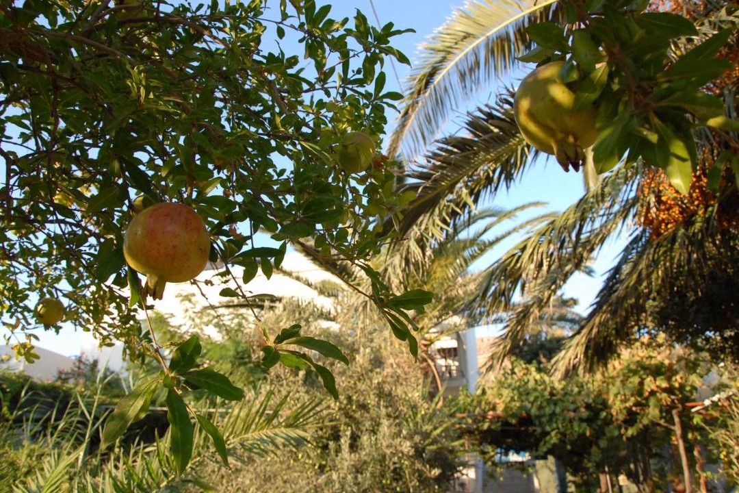 Photo of Others in Astypalaia