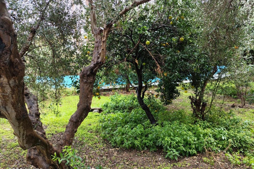 Photo of Others in Panormos