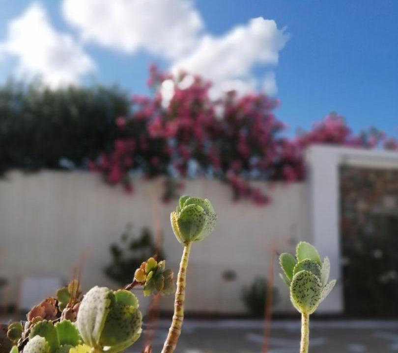 Photo of Others in Astypalaia